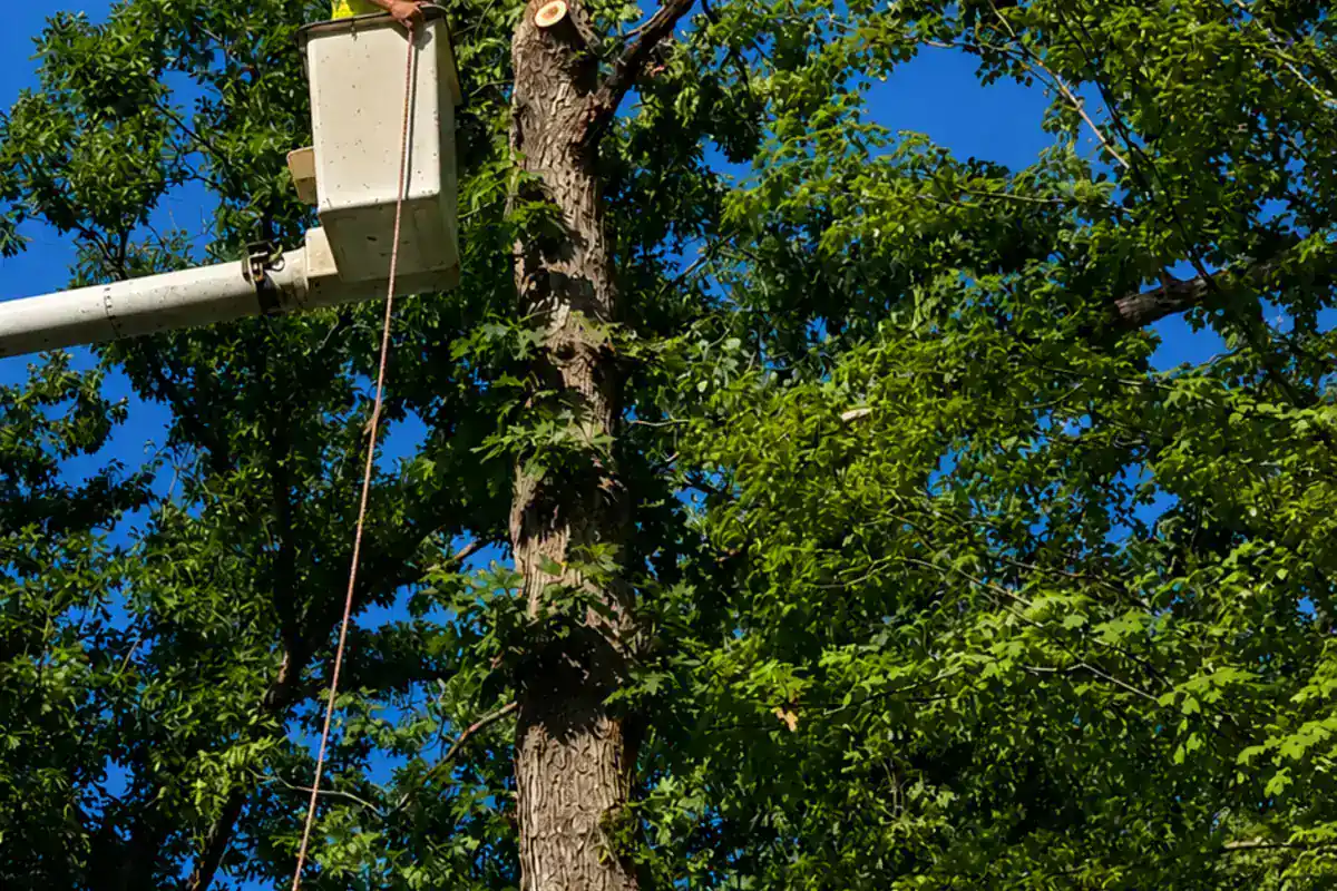 Tree Pruning from Hyler's