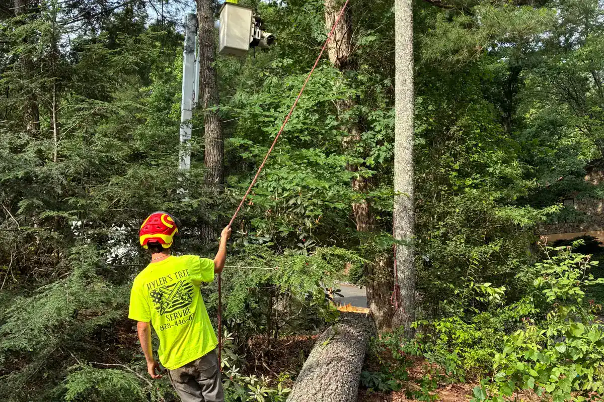 Tree Removal from Hyler's