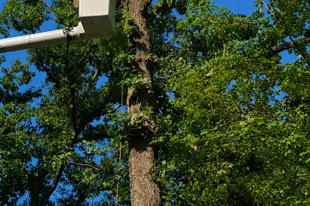 Tree Trimming from Hyler's